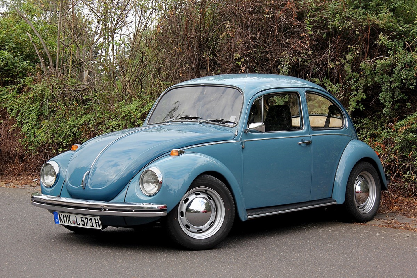 beetle1